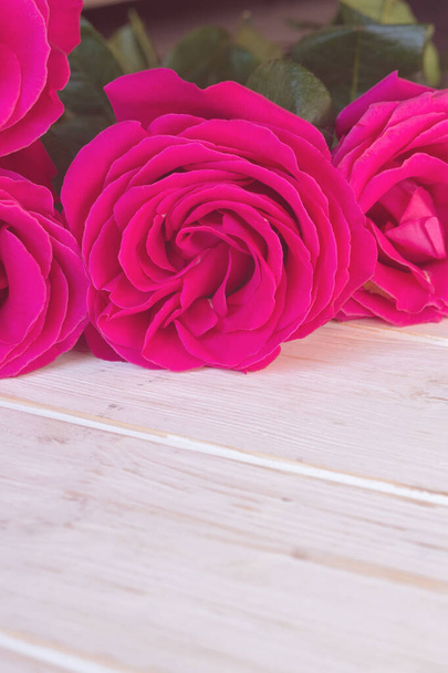 Large pink roses on a white background. Flowers are the best gift. - Foto, Imagen