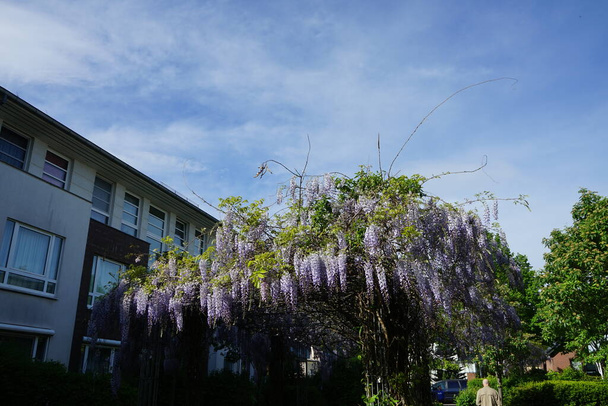 Blooming Wisteria in May. Wisteria is a genus of flowering plants in the legume family, Fabaceae. Berlin, Germany  - Photo, Image