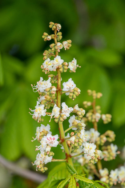 Detailní záběr květu na kaštanovníku (aesculus hippocastanum) - Fotografie, Obrázek