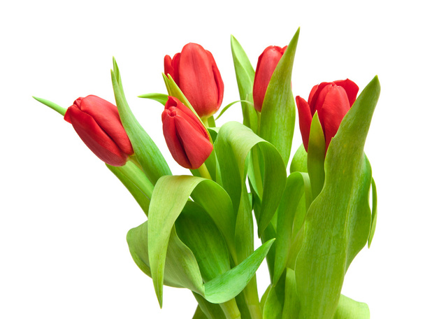 Tulips - Foto, afbeelding