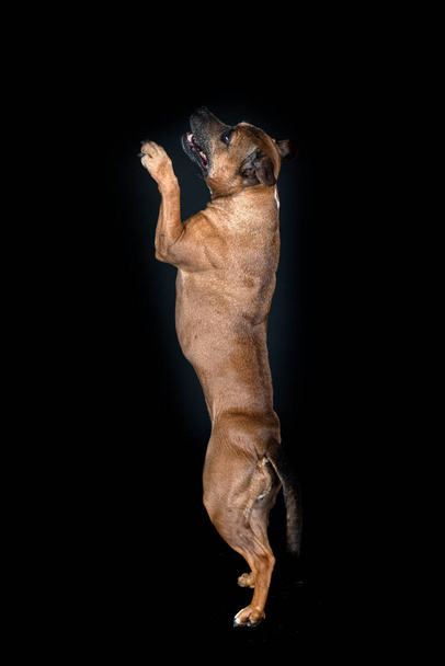 staffordshire bull terrier in front of black background - Photo, Image
