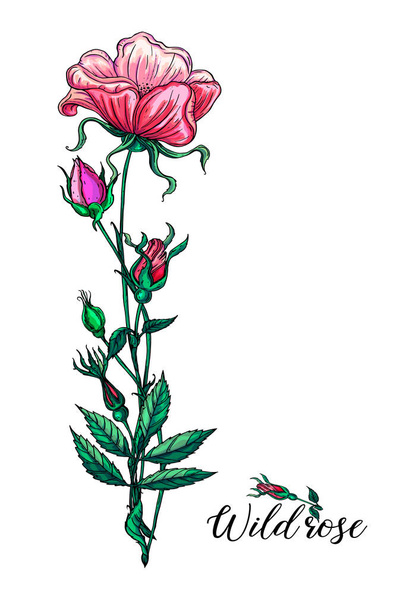 Blumenschmuck mit Rosenblüten. Wild rose. Rosafarbene Blumen. - Vektor, Bild