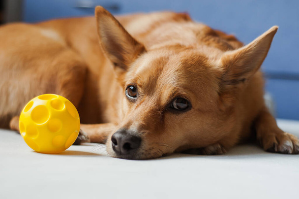 redhead dog playing yellow ball on gray background - Photo, Image