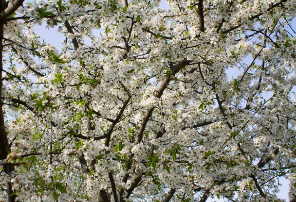 アプリコットの木の花、季節の花の性質の背景。春の背景 - 写真・画像
