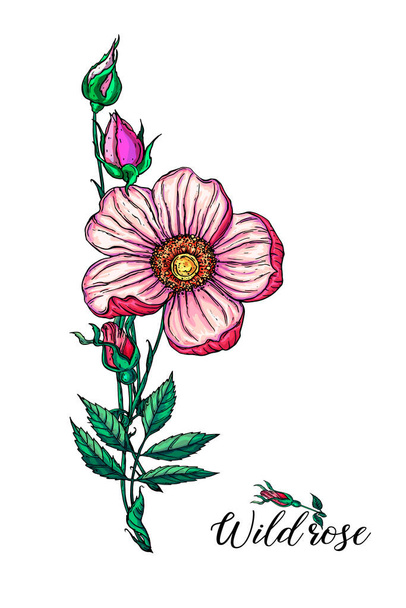 flower arrangement with rose flowers. Wild rose. Pink flowers. - Vector, Image