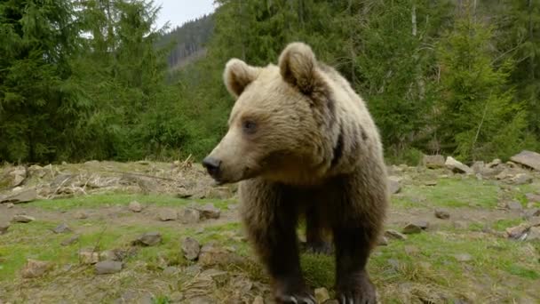 Wielki brązowy niedźwiedź w lesie - Materiał filmowy, wideo