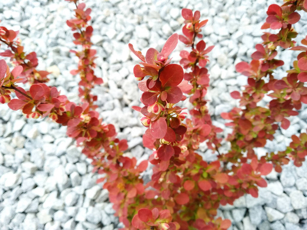 Thunberg barberry with red leaves and yellow flowers on blurred background of gray gravel. Flowering barberry bush in spring. Growing ornamental plants. Natural background. Seasonal concept. - Photo, Image