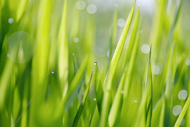 Fondo con hierba húmeda verde con gotas de rocío  - Foto, Imagen