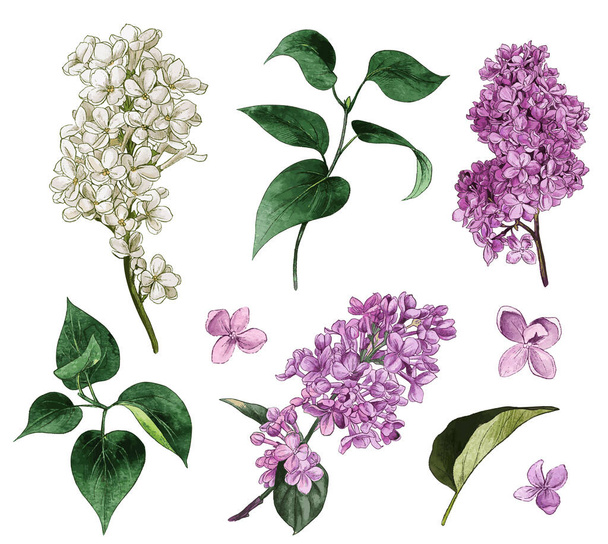 Lilac set. Watercolor lilac flowers and leaves. - ベクター画像