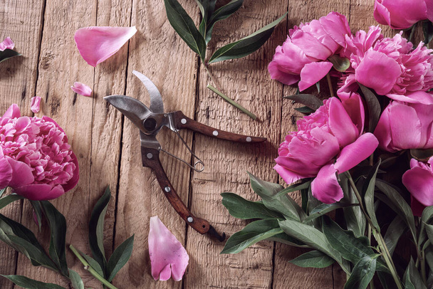 Floral vintage still life spring or summer concept. Fresh pink peonies and pruners on wooden background. Flat lay, top vie - Фото, изображение