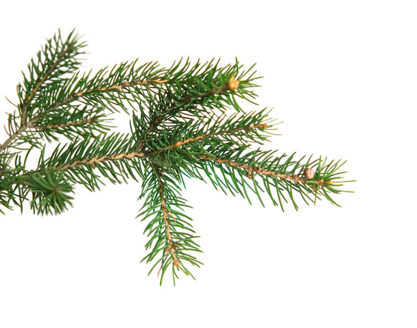 branch of Christmas tree isolated on white background - Photo, Image