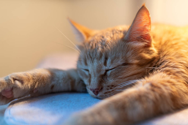 Un lindo jengibre adulto gato se encuentra serenamente y dormita sobre la mesa debajo de la lámpara - Foto, imagen