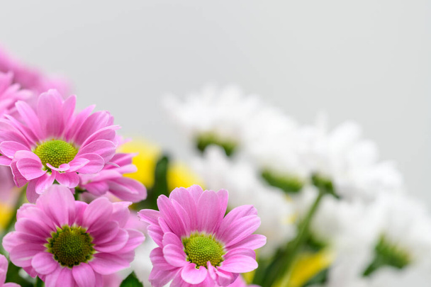 Bouquet of pink and white chrysanthemums background for greeting card  - Foto, imagen