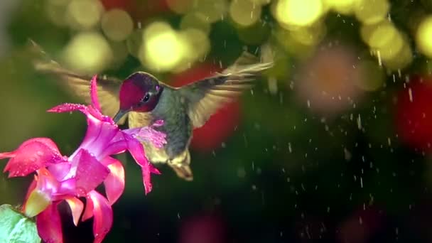 Замедленная съемка в высоком разрешении, изображающая самца колибри, посещающего розовый цветок в дождливый день, угол обзора 45 градусов. - Кадры, видео