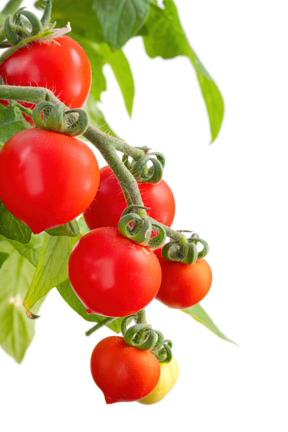 Branch of delicious fresh cherry tomatoes, isolated on white background - Photo, Image