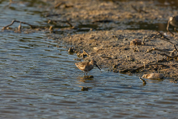 A Curlew Sandpiper, searching for food such as worms, minnows and insects, on the shore of the Prat de Cabanes marshes, south beach of Torrenostra, Castellon, Spain. - Photo, Image