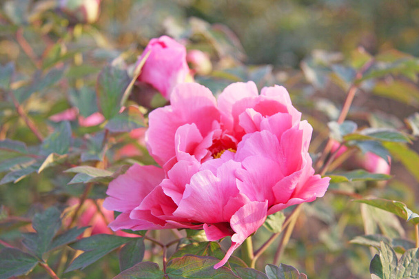 Flor de peonía rosa con fondo de naturaleza borrosa. Enfoque selectivo y espacio para textos - Foto, Imagen