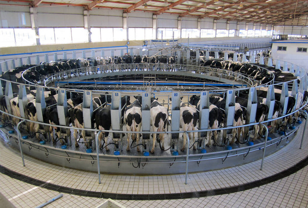 Sistema automatico di mungitura, sistema rotativo di mungitura robotica per l'industria lattiero-casearia - Foto, immagini