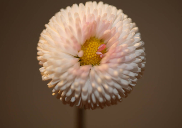 Close up fiore fiore Bellis perascar L. famiglia compositae moderno sfondo di alta qualità grande formato stampe - Foto, immagini