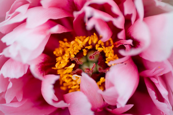 Ağaç şakayıklarının pembe çiçeğinin yakın görüntüsü. Seçici odaklı pembe şakayık çiçeği. Dekorasyon için gösterişsiz, güzel, şakayık bir resim. Tek yemyeşil şakayık başlı, narin çiçekli üst manzara - Fotoğraf, Görsel