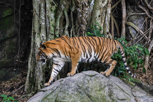 Bengal kaplanı ormandaki kayalarda yaşayan vahşi bir hayvandır. - Fotoğraf, Görsel