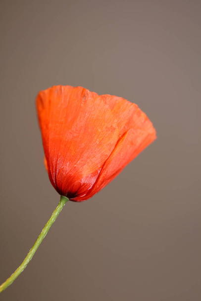 Красный дикий цветок цветения закрыть Papaver семьи Papaveraceae ботанический фон высокого качества печати больших размеров - Фото, изображение