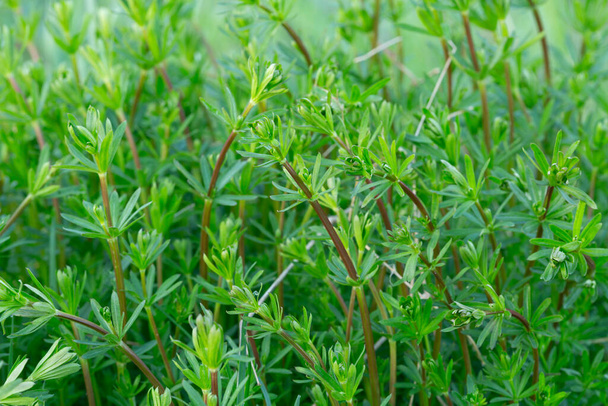 Galium φυτά μεταξύ της βλάστησης, φωτογραφία closeup - Φωτογραφία, εικόνα