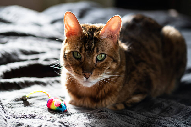 Schönheit bengalische Katze mit einer Regenbogen-Spielzeugmaus. Niedliche Katze liegt mit bunter Maus zu Hause.  - Foto, Bild