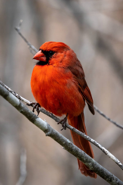 Nahaufnahme eines Kardinals auf einem Zweig an einem kühlen Tag - Foto, Bild