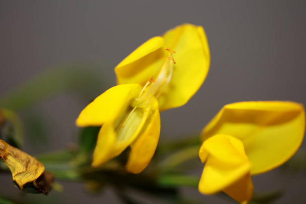 Żółty kwiat kwiat zbliżenie spartium jenceum rodzina leguminosae botaniczne nowoczesne tło wysokiej jakości druki dużych rozmiarów - Zdjęcie, obraz