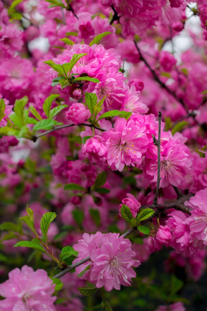 Çalı üzerinde pembe çiçekler - Fotoğraf, Görsel