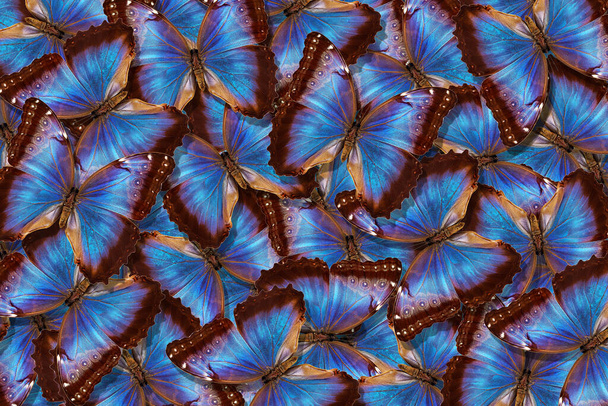 Bleu fond de texture abstraite. Morpho aux papillons. Les ailes d'un papillon Morpho. Vol de papillons bleu vif fond abstrait. - Photo, image