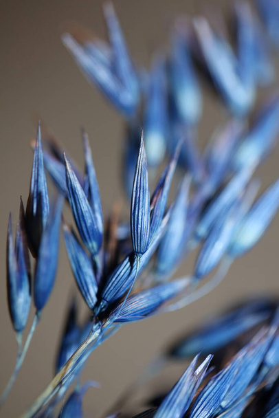 Στάρι ξηρής διακόσμησης χρωματισμένο σε μπλε βοτανικό φόντο σύγχρονη υψηλής ποιότητας μεγάλο μέγεθος εκτύπωσης triticum aestivum family poaceae - Φωτογραφία, εικόνα