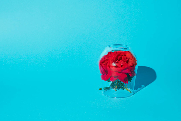 Rosas vermelhas sob o suporte de vidro contra um fundo azul, conceito mínimo de verão com um espaço de cópia - Foto, Imagem