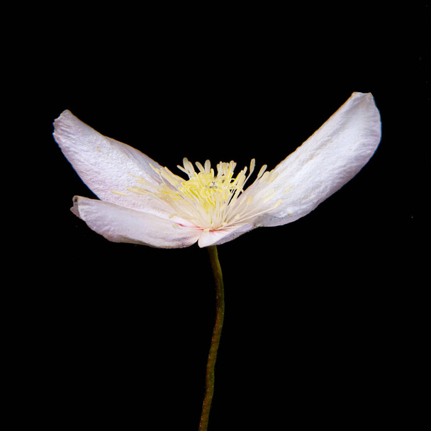 Flor fresca de primavera de patel blanco cuatro. Mockorange mínimo cocept en el fondo negro - Foto, Imagen