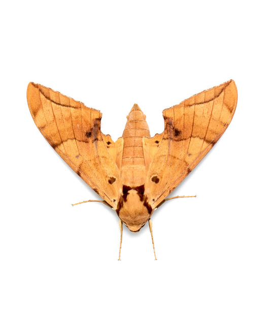 Imagen de polilla marrón (Ambulyx Iiturata) aislada sobre fondo blanco. Mariposa. ¡Animal! Insectos. - Foto, Imagen