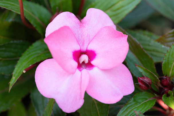 gyönyörű rózsaszín Új-Guinea türelmetlen virágok (türelmetlen hawkeri) a nyári kertben. - Fotó, kép