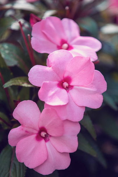 belas flores impatiens rosa da Nova Guiné (impatiens hawkeri) no jardim de verão. - Foto, Imagem