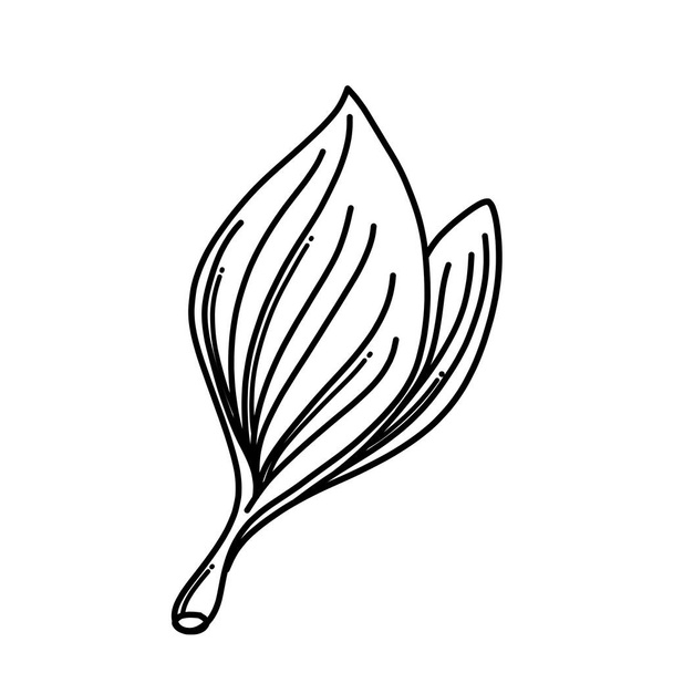 Leaf Doodle vector icon. Drawing sketch illustration hand drawn cartoon line. - Vektor, kép