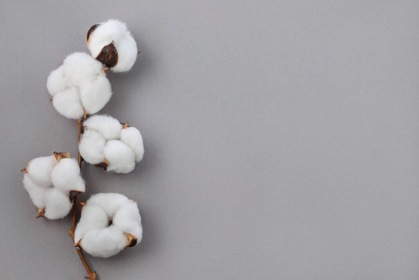 Top view of branch of fluffy cotton flowers on gray background. - Photo, Image
