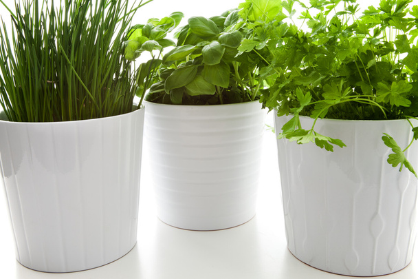 Herbs in a pot in the kitchen - Photo, Image