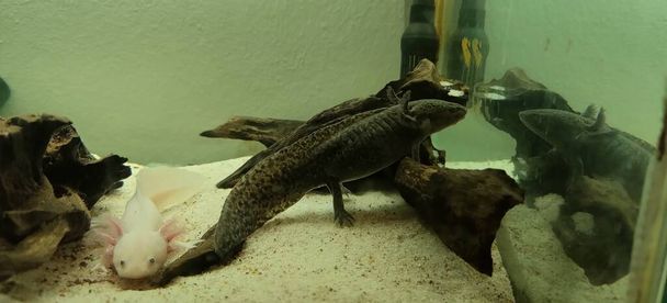 specimens of axolotl that feeds in the home aquarium. High quality photo - Photo, Image