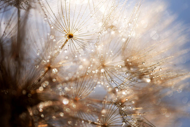 Abstract dandelion flower background. Seed macro closeup. Soft focus - Photo, Image