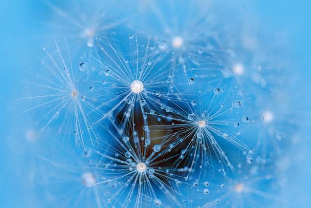 Dandelion seeds with dew drops are a perfect decoration for a stylish interior - Photo, Image