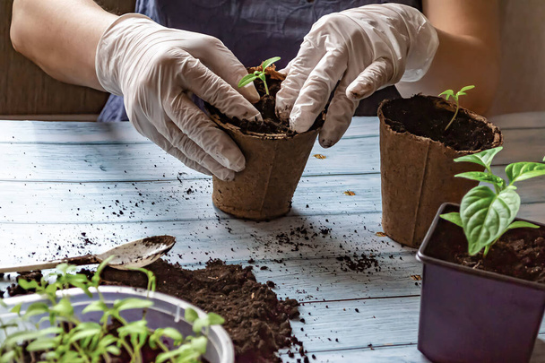 Thuis tuinieren concept. Een vrouwelijke tuinman is het transplanteren van peper en tomaat zaailingen in potten. Samenstelling op een lichtblauwe houten ondergrond. - Foto, afbeelding