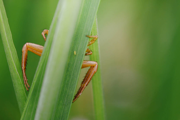 生息地でかわいい小さなクモ。柔らかい緑色の背景を持つ昆虫の詳細な肖像画。自然からの野生動物のシーン. - 写真・画像