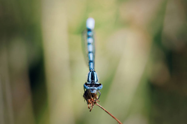 Прекрасная дамская муха Enallagma cyathigerum. Макро Шот. Голубая стрекоза сидит на траве на лугу. стрекоза крупным планом. - Фото, изображение