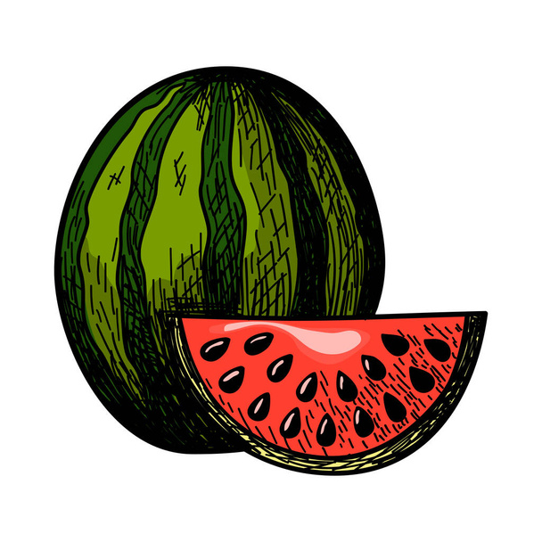 Ikone der Wassermelone. Handgezeichnetes Skizzendesign. Vektorillustration. - Vektor, Bild