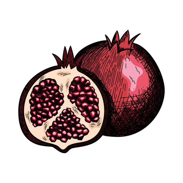 Icon Of Pomegranate. Hand Drawn Sketch Design. Vector Illustration. - Vector, Image