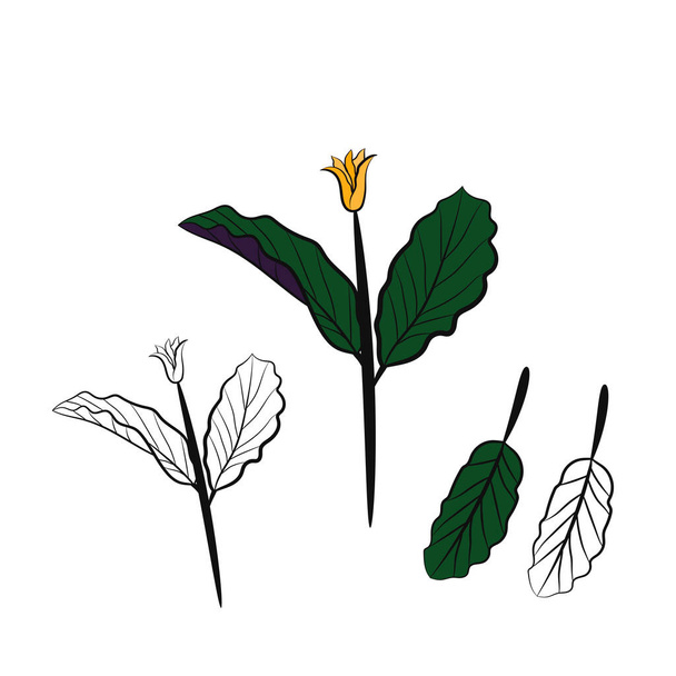 Καλάντιουμ. Σετ φύλλων καλαδίου. Τα φύλλα του φυτού caladium. Χειροποίητο σετ φύλλων καλλωδίου. Βοτανική απεικόνιση.  - Διάνυσμα, εικόνα